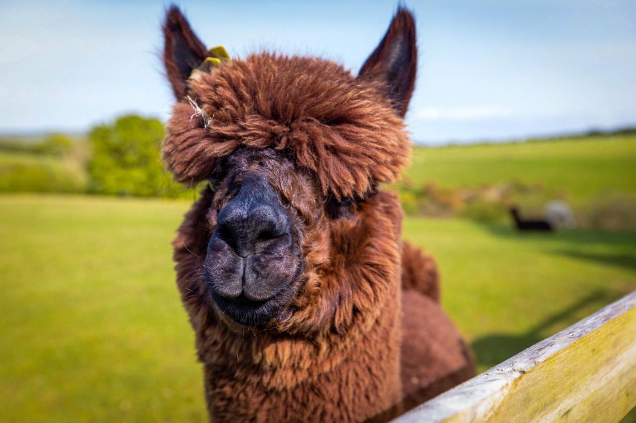 クーム・マーティン Dotties Retreatヴィラ エクステリア 写真